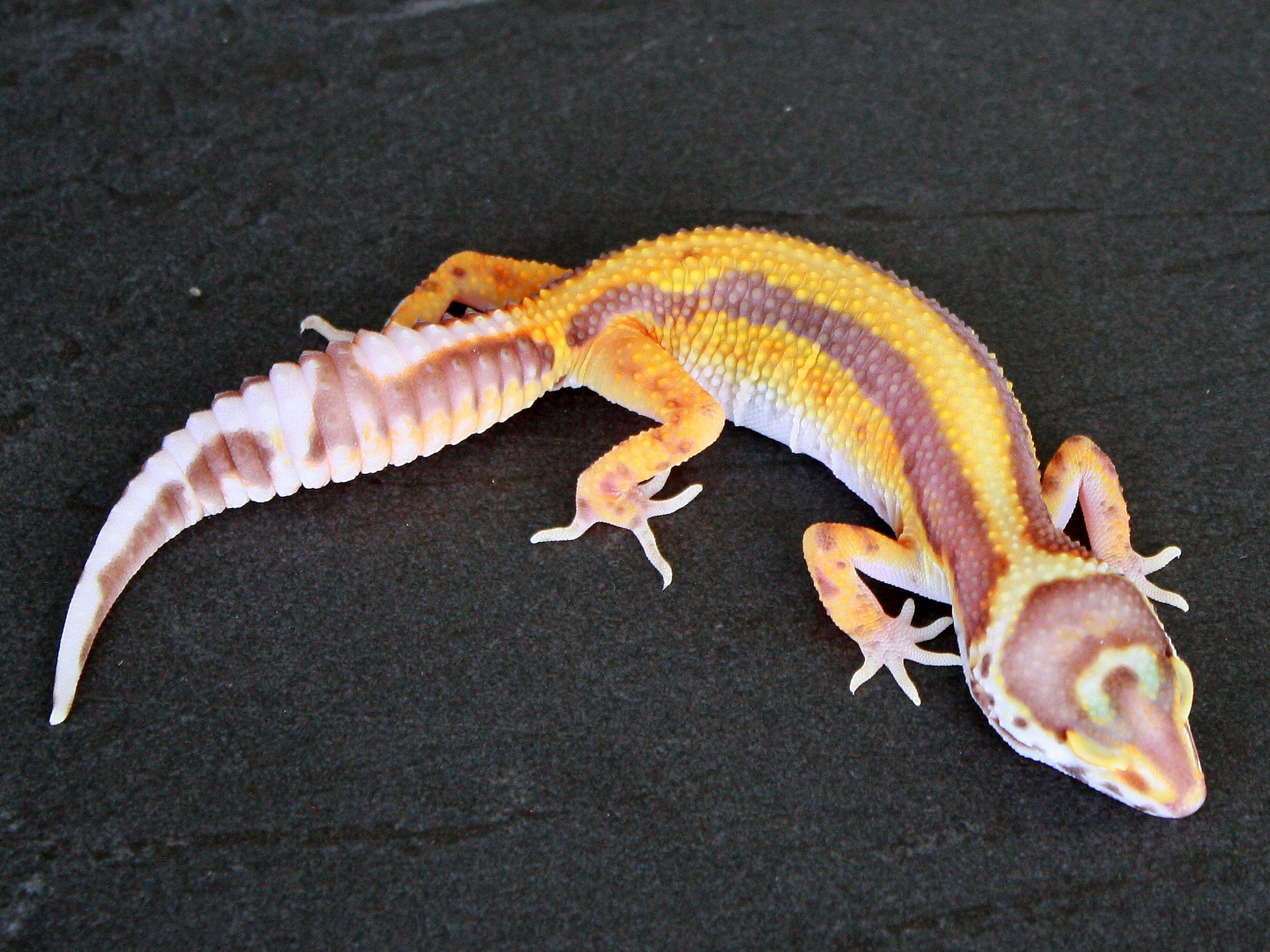 Bell Albino Stripe