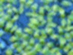 wolffiella cultivated.JPG