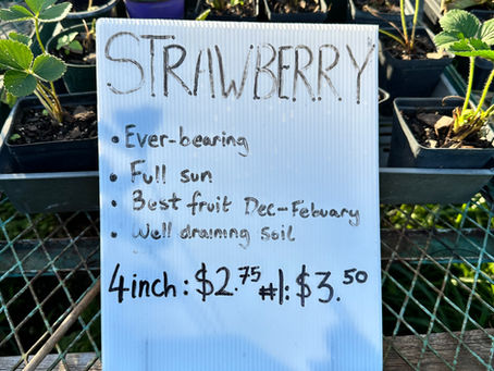 Intuitive Homesteading