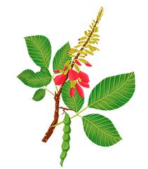 Chachafruto