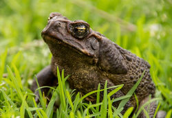 cane-toad-5537940_1280