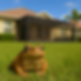 cane-toad-barriers.png