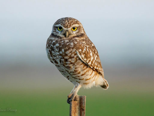 Burrowing Owls Are Dying: How Poisoned Rats Are Killing Florida’s Wildlife and What You Can Do