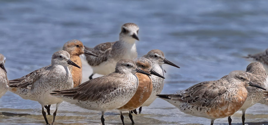 A group of shorebirds standing together in shallow water at the edge of a beach.