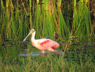 Donate - roseate spoonbill wading in a marsh