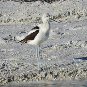 American Avocet standing on a shell-strewn sandy shore at the water's edge, the kind of bird seen on our outings