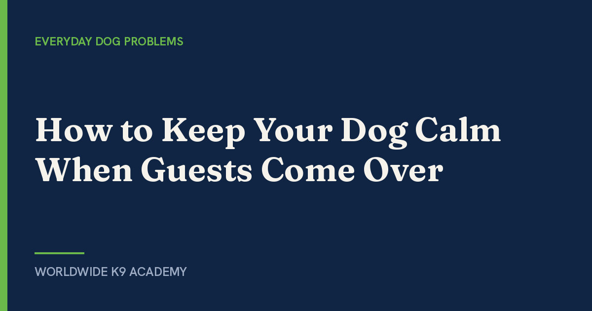 How to Keep Your Dog Calm When Guests Come Over - WorldWide K9 Academy