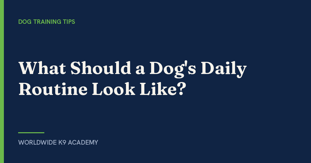 What Should a Dog's Daily Routine Look Like? - WorldWide K9 Academy