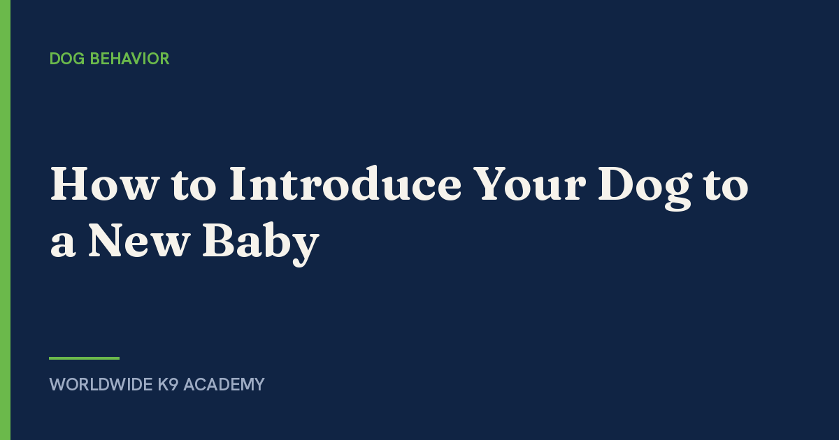 How to Introduce Your Dog to a New Baby - WorldWide K9 Academy