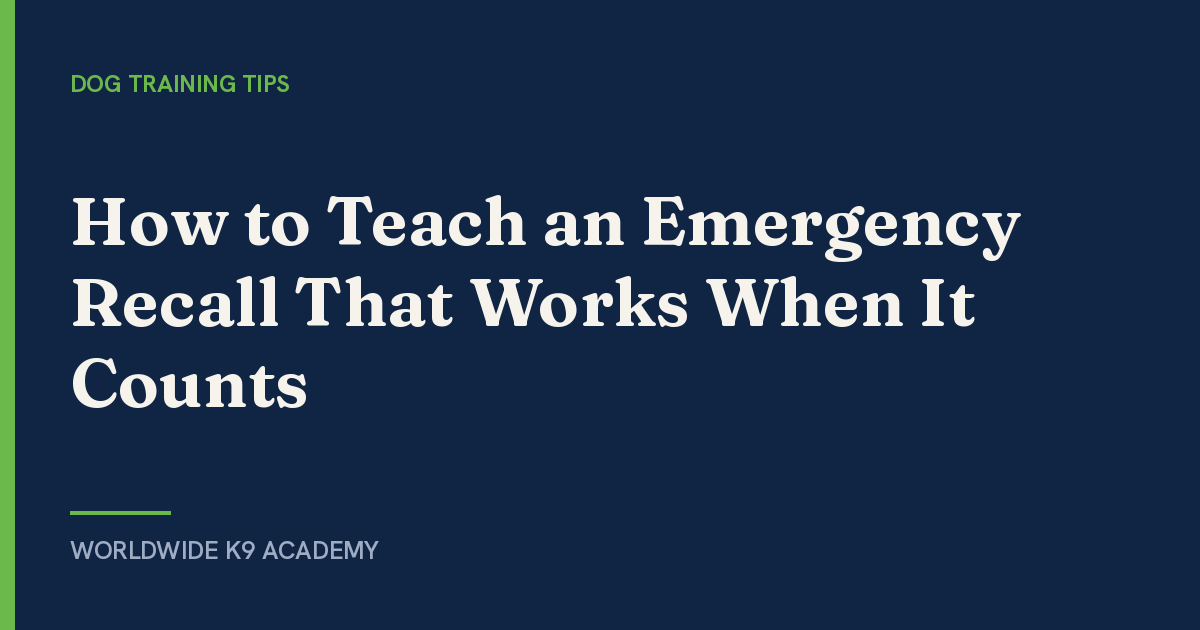 How to Teach an Emergency Recall That Works When It Counts - WorldWide K9 Academy