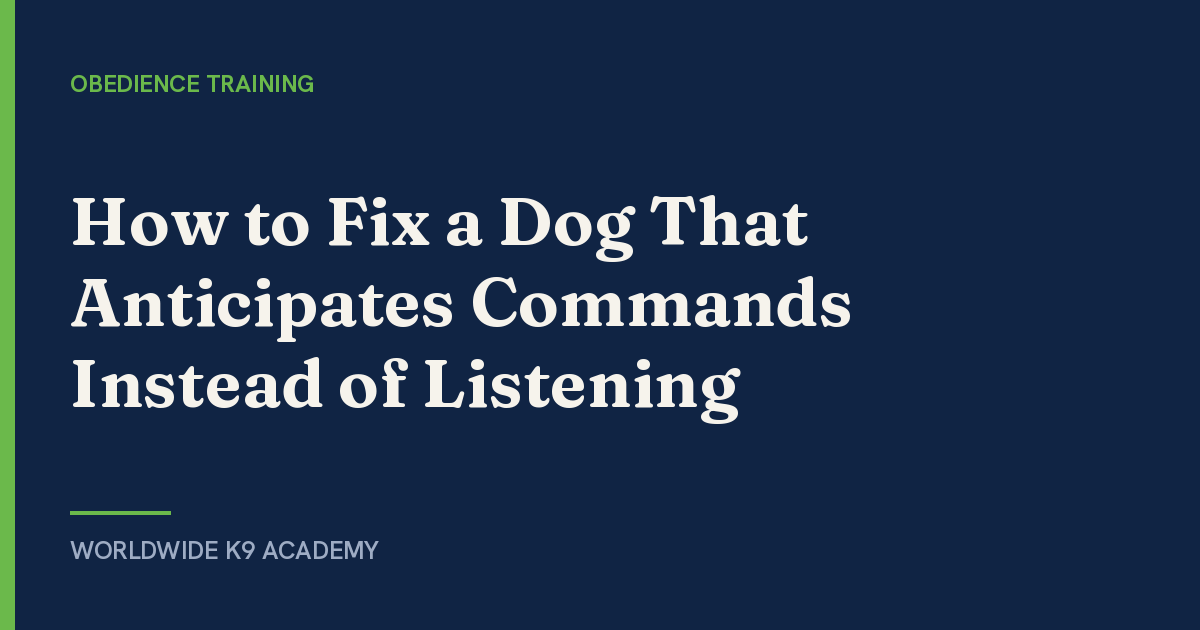 How to Fix a Dog That Anticipates Commands Instead of Listening - WorldWide K9 Academy