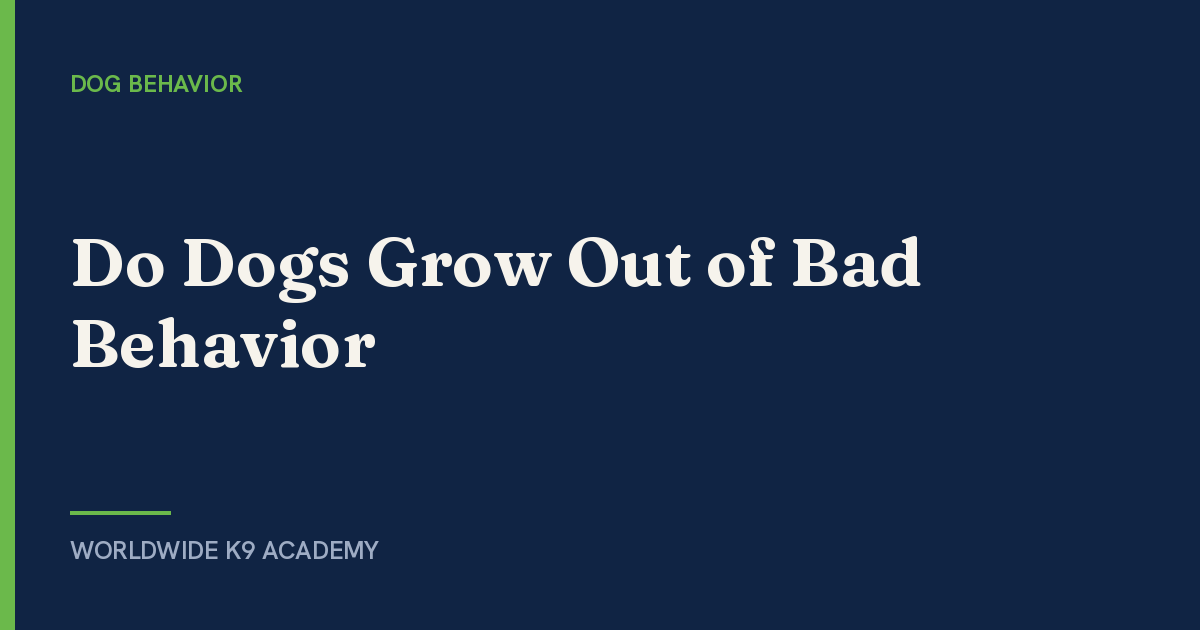 Do Dogs Grow Out of Bad Behavior - WorldWide K9 Academy
