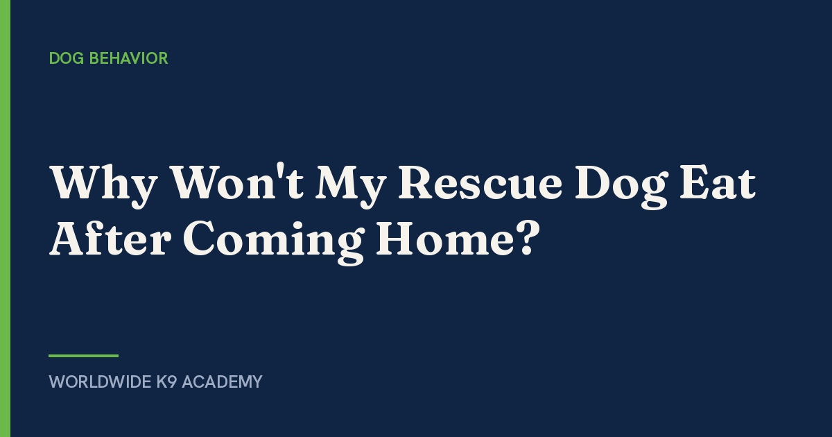 Why Won't My Rescue Dog Eat After Coming Home? - WorldWide K9 Academy