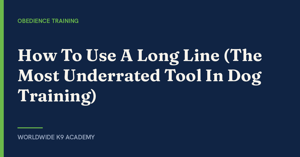 How To Use A Long Line (The Most Underrated Tool In Dog Training) - WorldWide K9 Academy