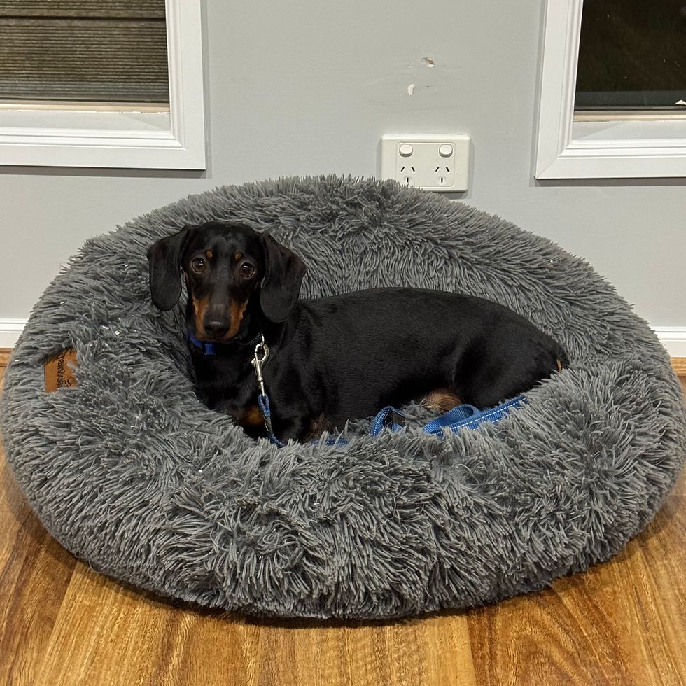 Slinky working on staying on his bed when asked