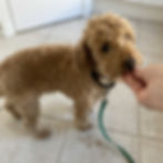 a poodle gets a treat