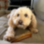 a poodle with a bone