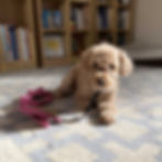 a poodle holds a drop stay