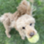 a poodle with a tennis ball
