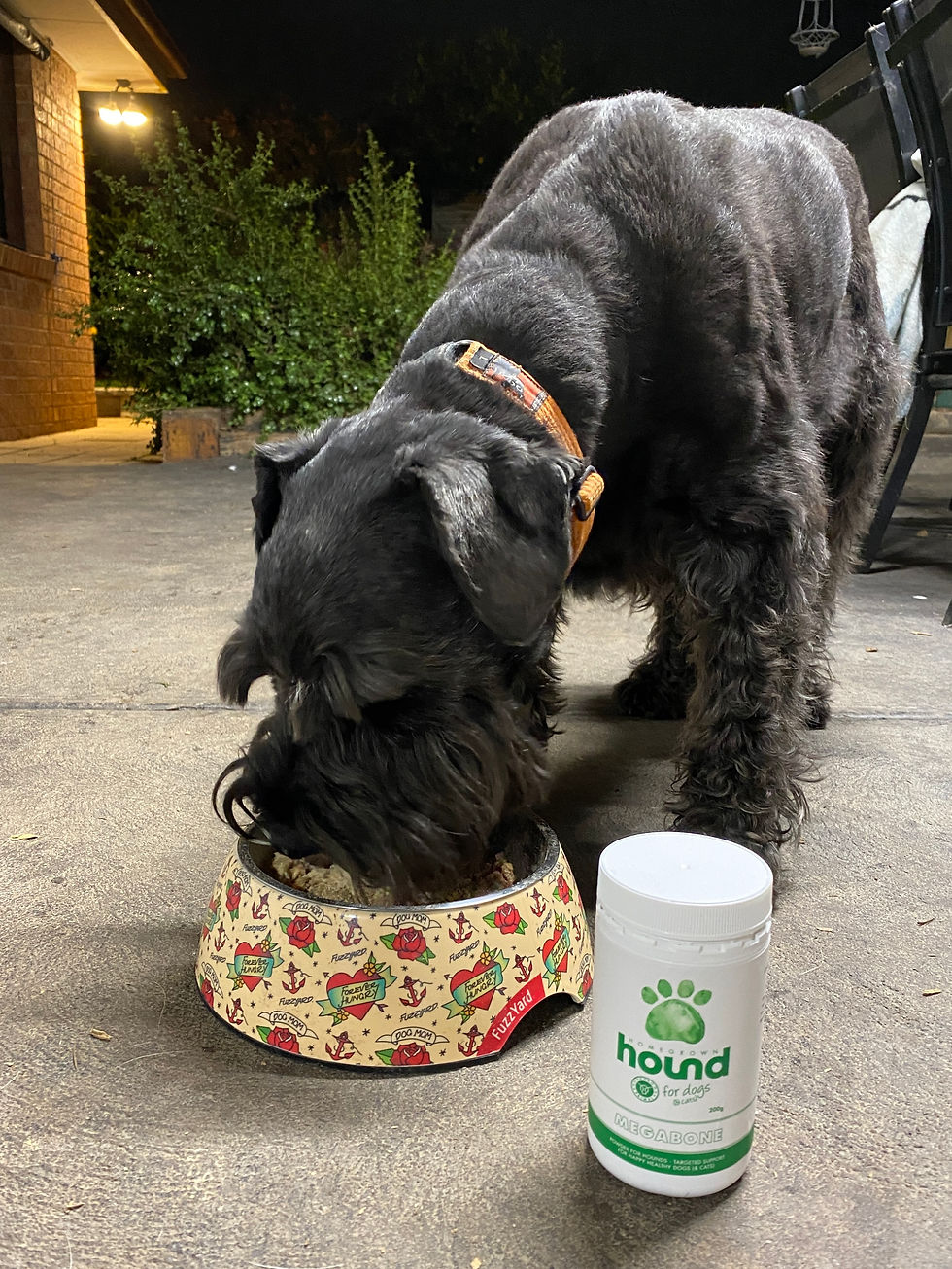 A black dog eating