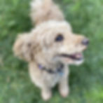 a poodle