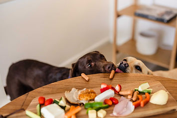 puppytalesphotography-anewleashonlife-highresolution-9_optimized.jpg