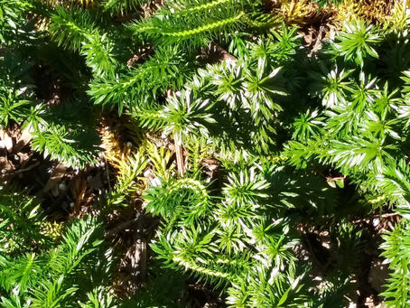 Clubmoss is an Ancient and Mysterious Fern Ally
