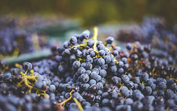 low yield, apu winery, high altitude wine, peruvian wine