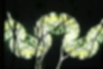 TREE BRANCH