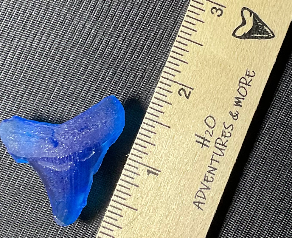 Thumbnail: Shark Tooth (Meg & Angi) replica magnets