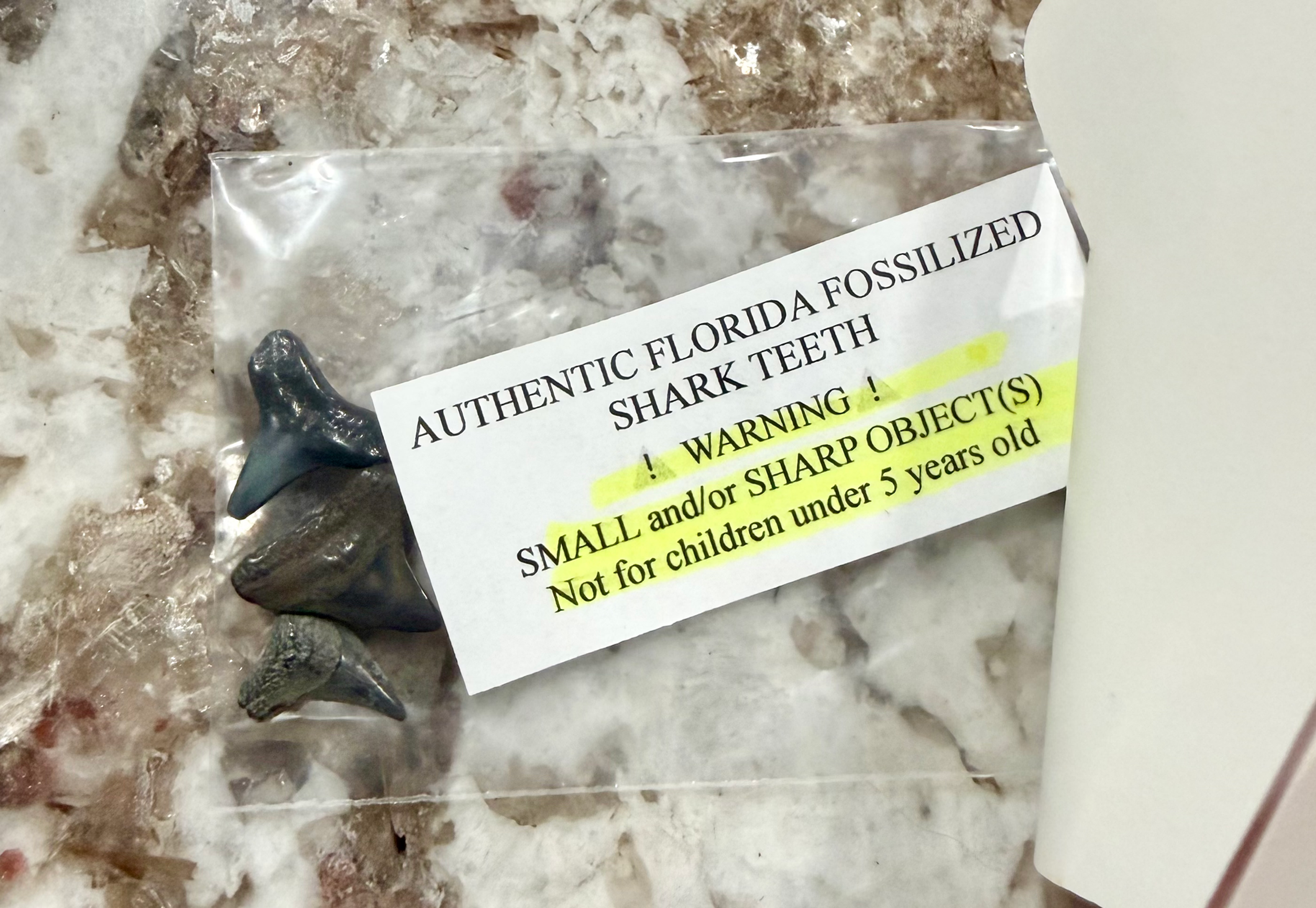 H2O Sticker & Fossilized Shark Teeth