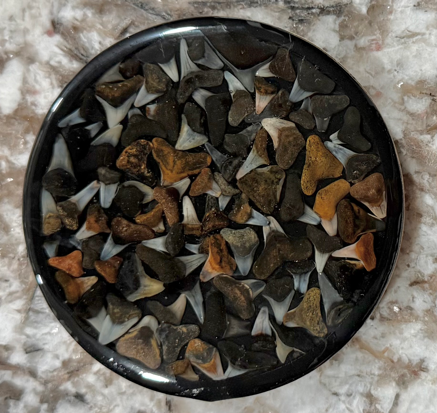 Venice Shark Tooth Coasters