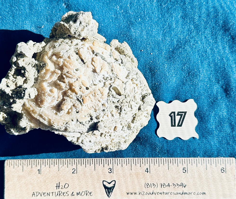 Thumbnail: Fossil Clams (Mercenaria permagna)