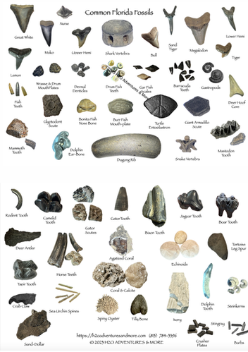 Fossil ID card | H2O Adventures & More