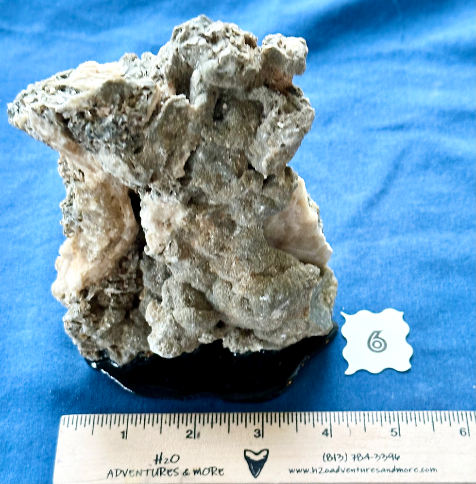 Thumbnail: Fossil Clam Sculpture
