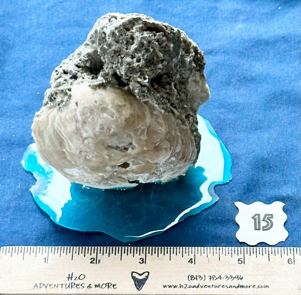 Thumbnail: Fossil Clam Sculpture