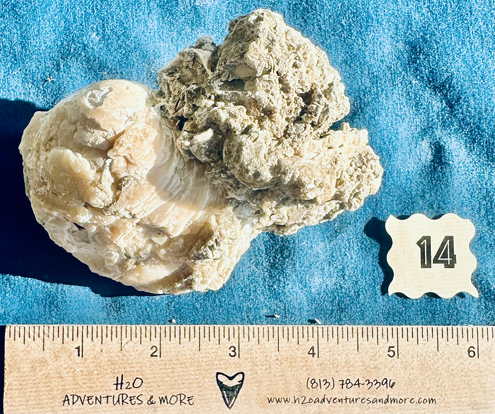 Thumbnail: Fossil Clams (Mercenaria permagna)
