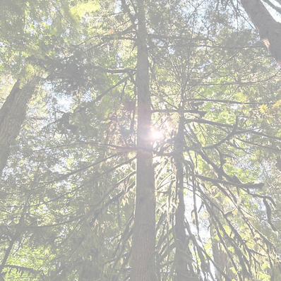 plant allies background.png