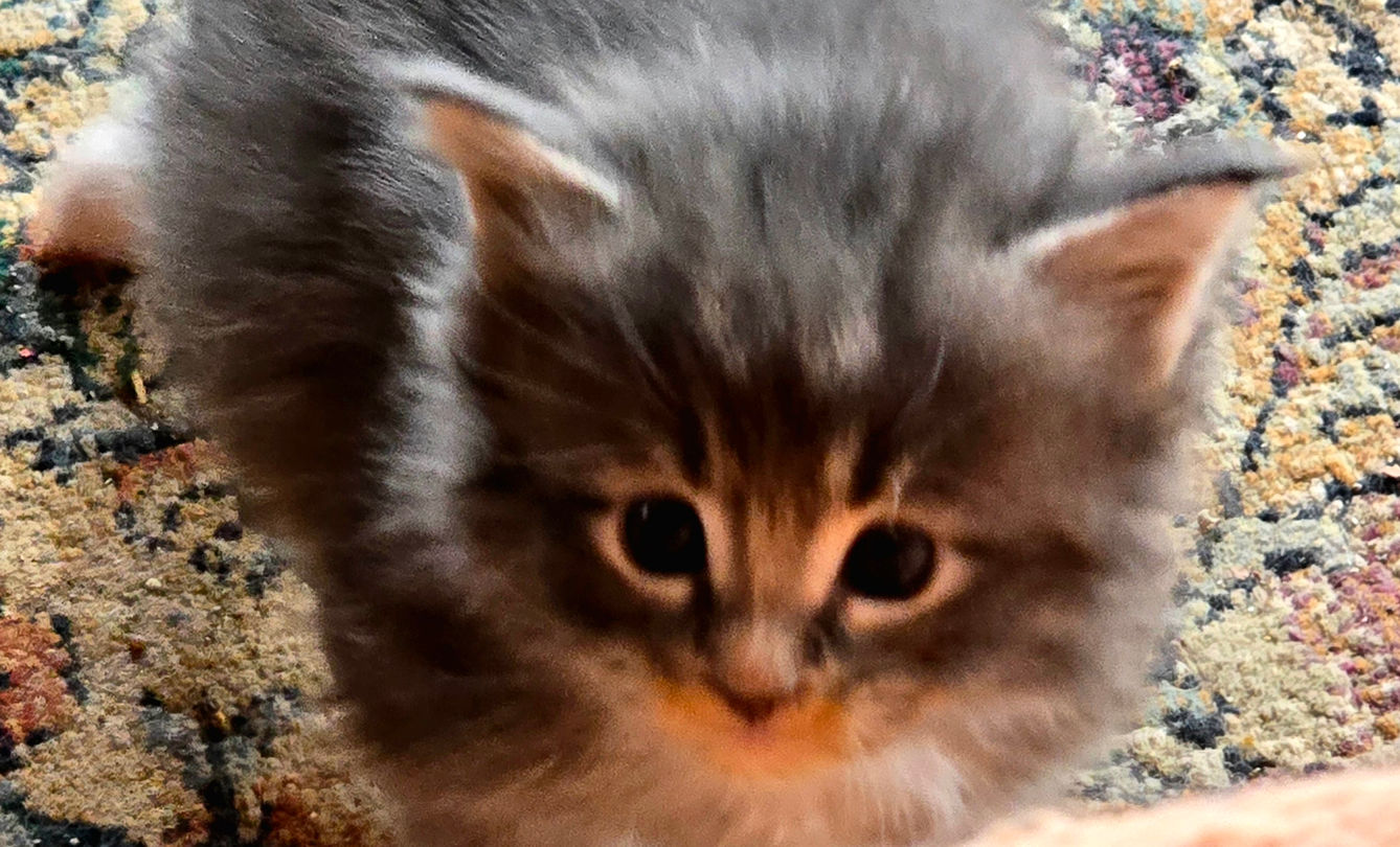 SOLD _ Sammy the Samari - Silver Smoked Tabby - Male - 2/23/2025