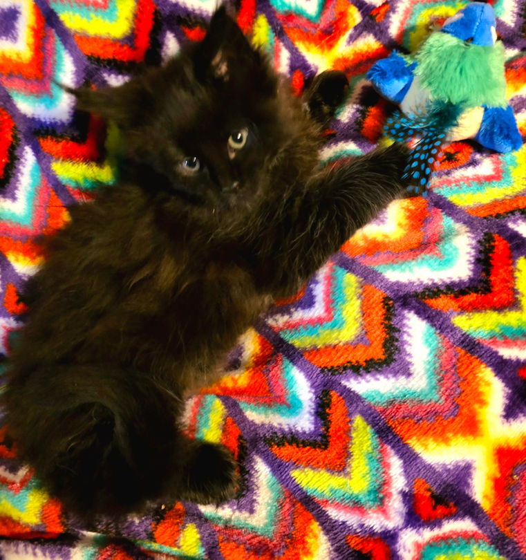 Ebony - Black Smoke Female - 12/14/24