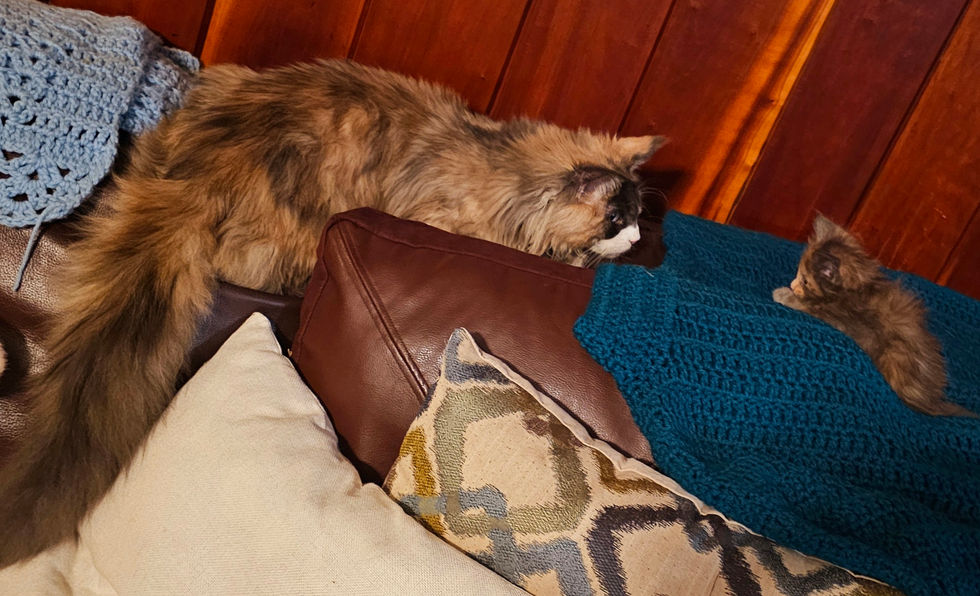 Dulsinea with Callie Kitten