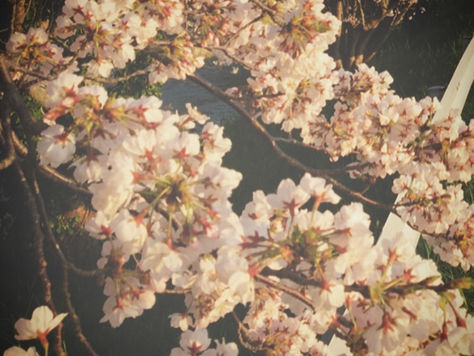 【210324/春の訪れを感じました。】