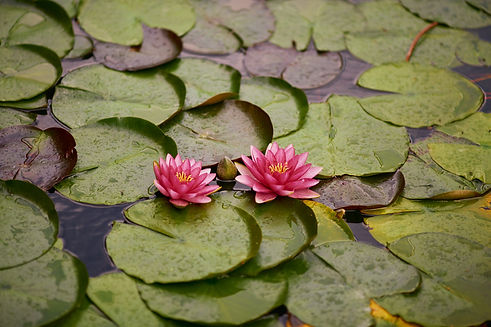water-lily-4410471.jpg