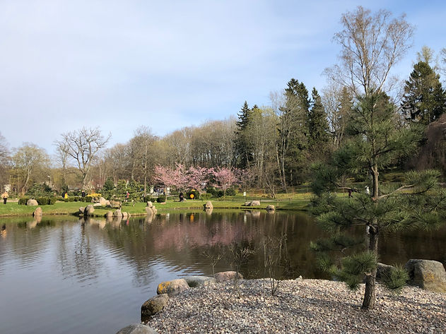 kadriorg_sakura.JPG