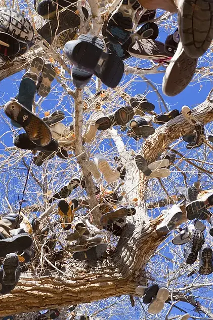 nevada-shoe-tree-24303782.webp