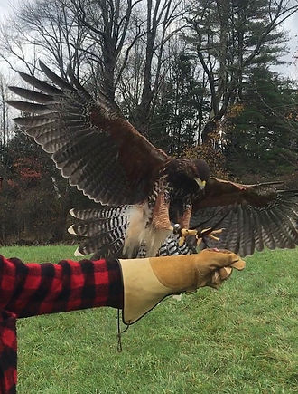 falconry.jpg