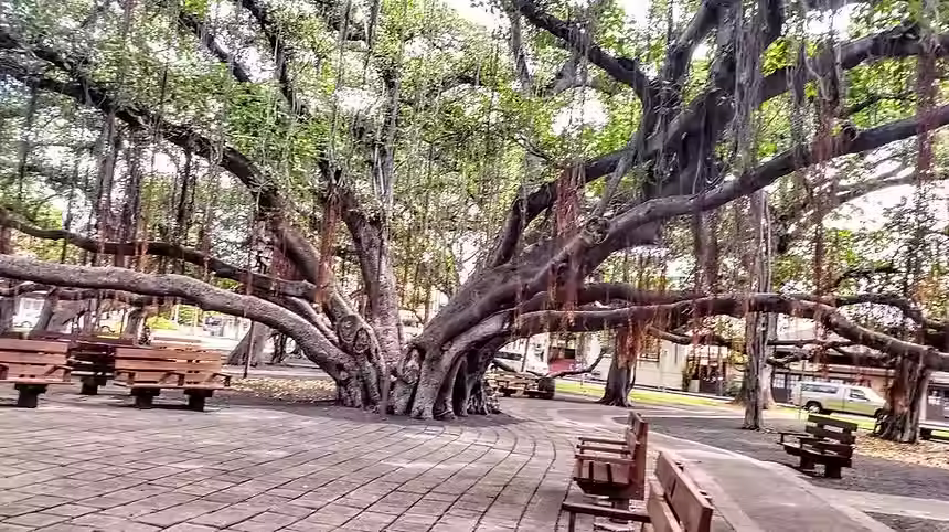 lahaina3.avif