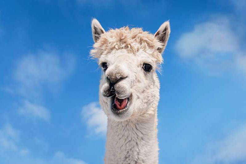 Potato-Ranch-llamas.jpg