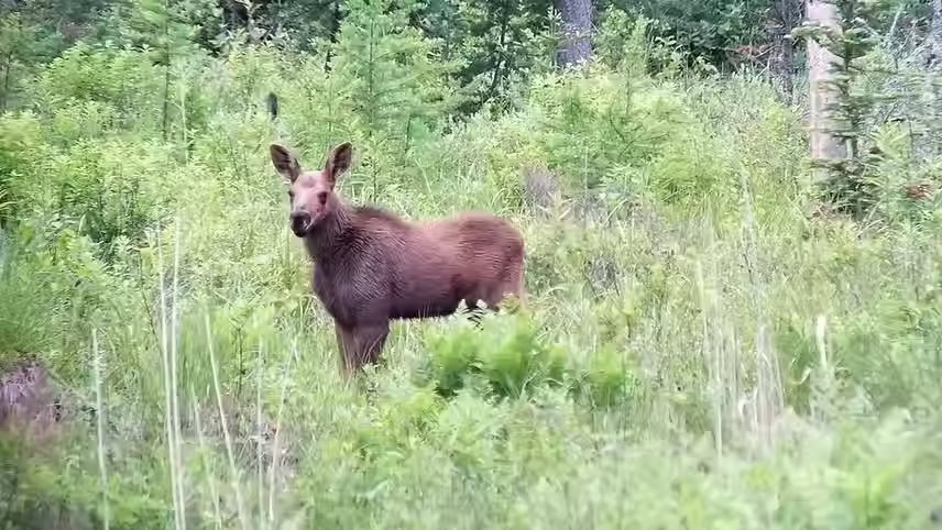 moose beside train.avif