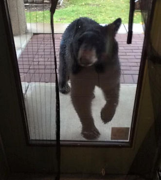 taco bear.jpg